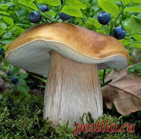 КРАСОТА.