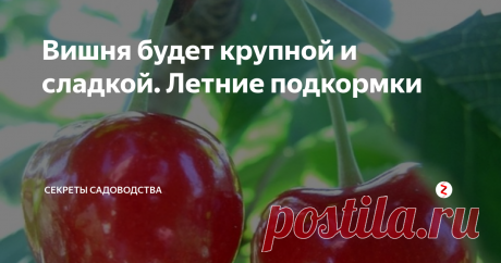 Вишня будет крупной и сладкой. Летние подкормки Хотите вырастить вкусные ягоды? Помогут 3 подкормки:
1. Во время