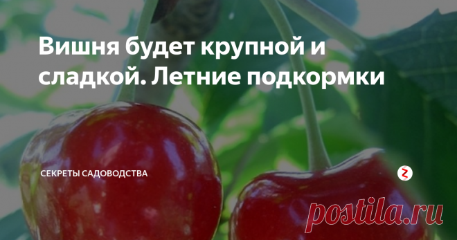 Вишня будет крупной и сладкой. Летние подкормки Хотите вырастить вкусные ягоды? Помогут 3 подкормки:
1. Во время