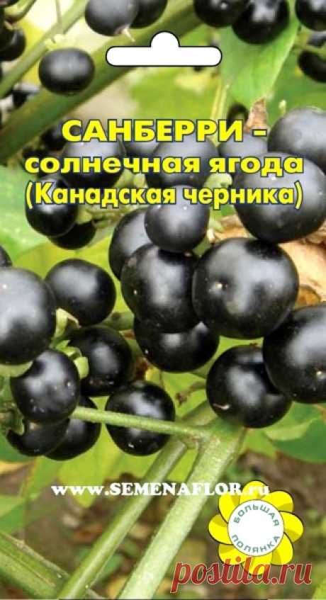 Что за ягода санберри и как ее размножить — 6 соток