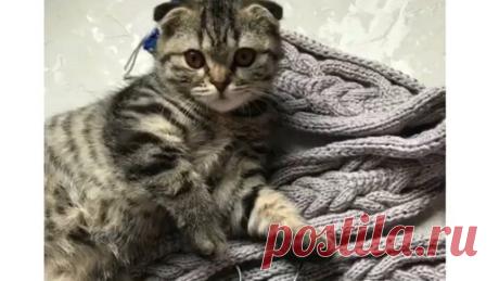 avtorskaya_rabota | За какую стенку вязать ?