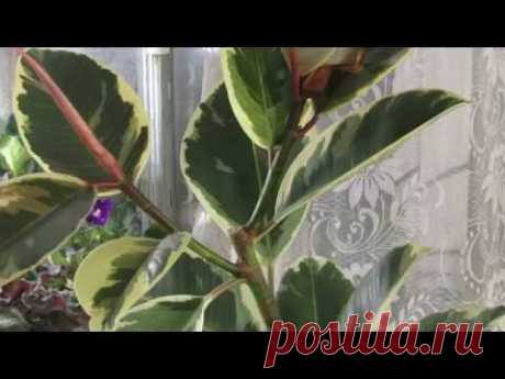 Секреты формировки ФИКУСА .