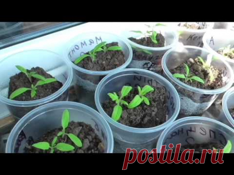 Рассаде индетерминантных помидоров полмесяца. Сезон 2017.
