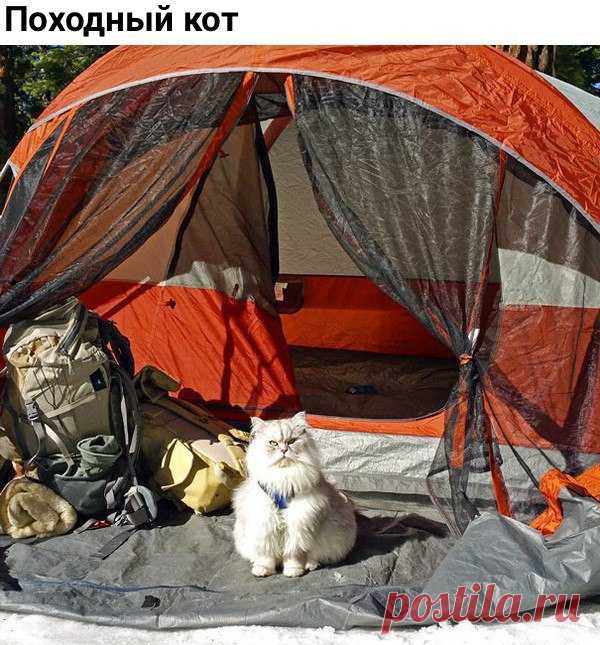 Империя кошек♔