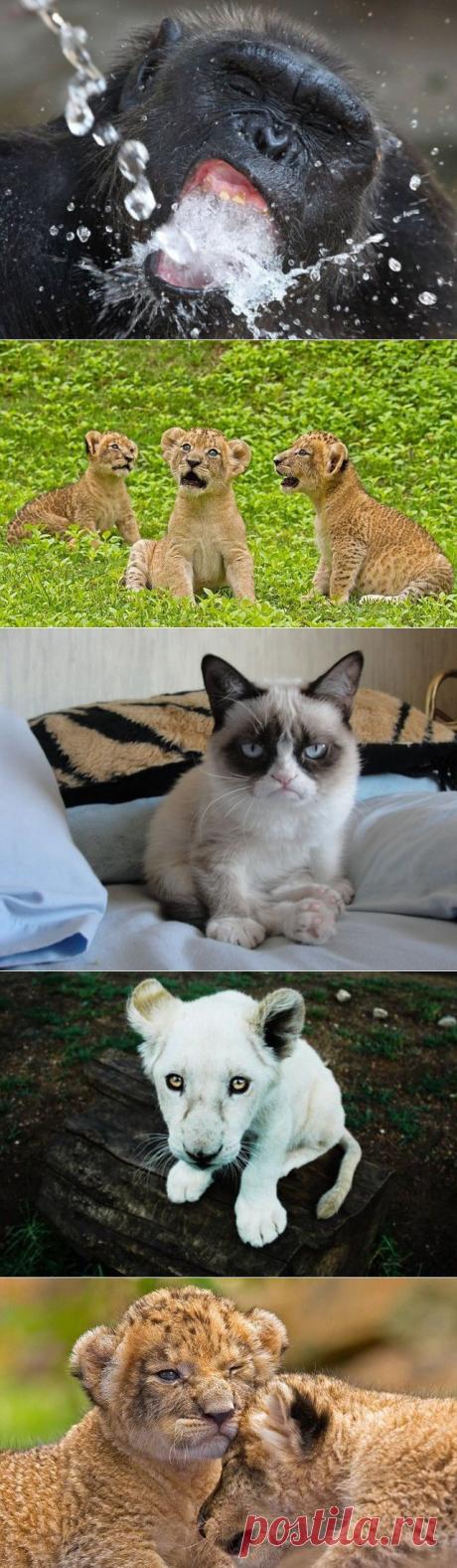 Милые животные