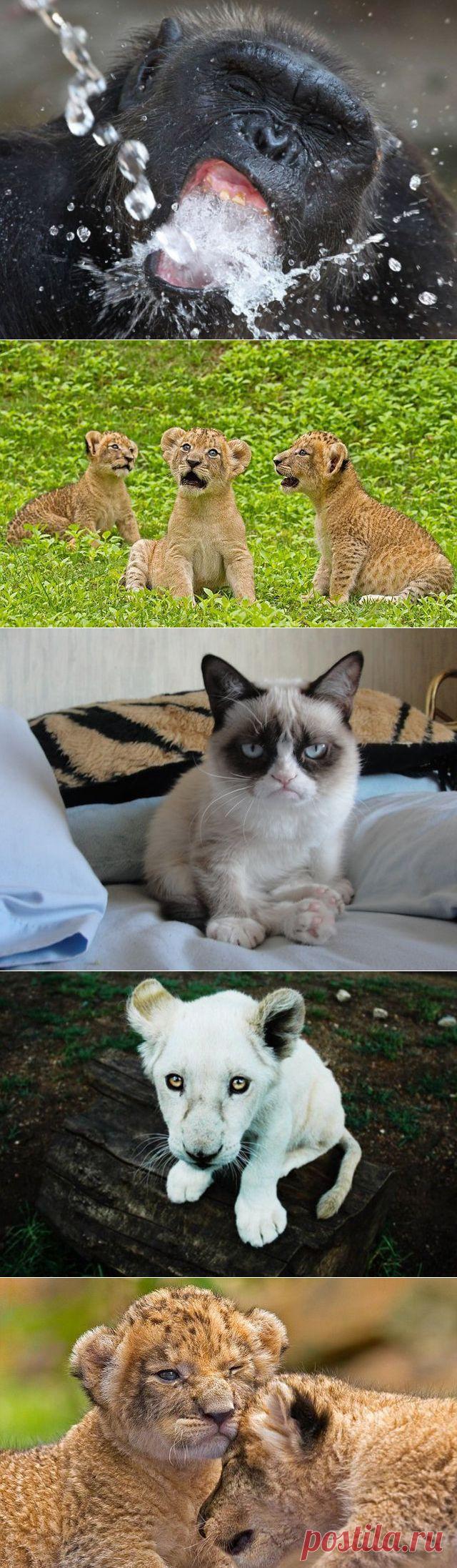 Милые животные
