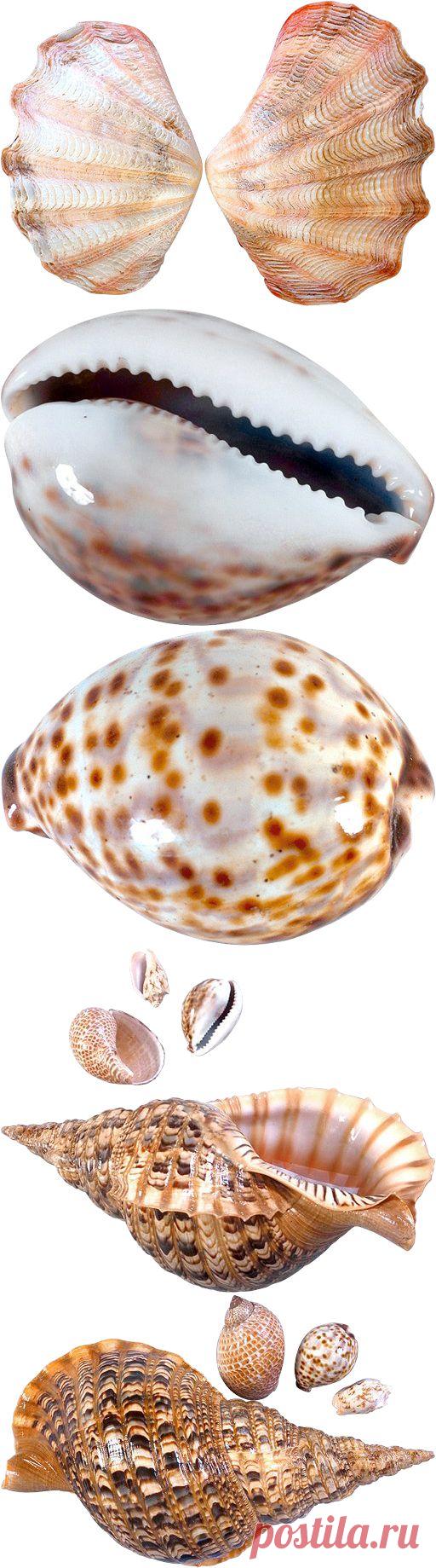 Морская тематика - картинки для творчества - клипарт на прозрачном фоне Seashells PNG