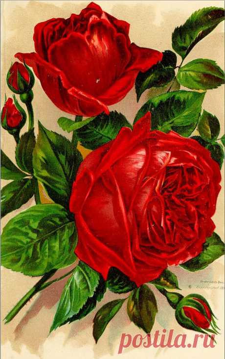 Rose Plate 4 1892