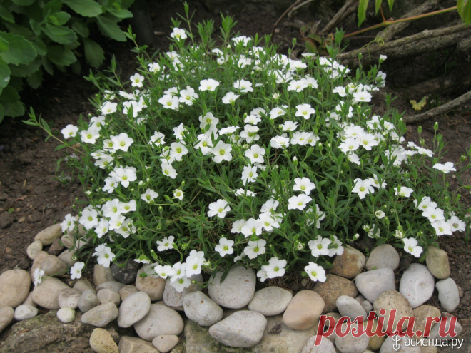 Гипсофила: виды, уход, посадка и размножение, фото, видео