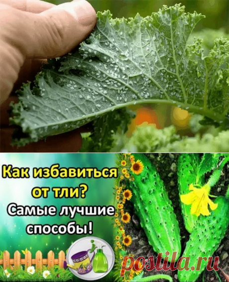 (81) Одноклассники