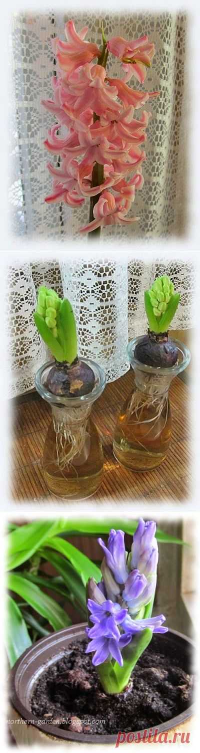    Nadezda's Gardening and Craft: Выгонка гиацинтов и тюльпанов (продолжение)
