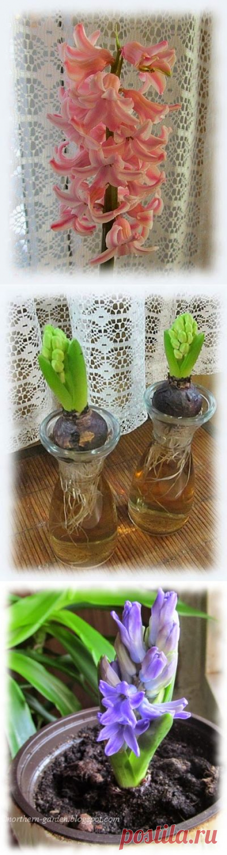    Nadezda's Gardening and Craft: Выгонка гиацинтов и тюльпанов (продолжение)