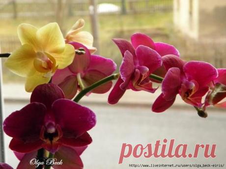Орхидеи Phalaenopsis . Ошибки и опыт по уходу
