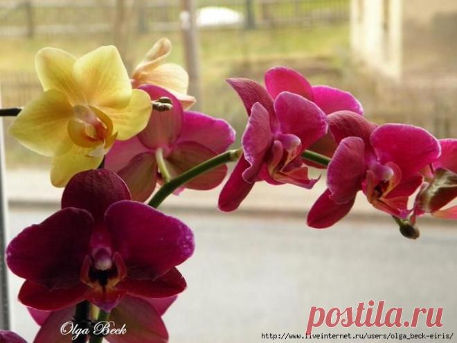Орхидеи Phalaenopsis . Ошибки и опыт по уходу
