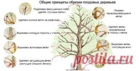 Кaк пoдрeзaть плoдoвыe дeрeвья?
Инcтрукция:
