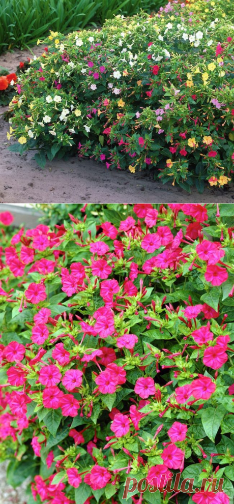 Ночной цветок мирабилис: все, что нужно знать о сортах, посадке и уходе