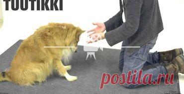 Подборка: собаки и их любимые лакомства / Григорий Манёв / Моя Планета