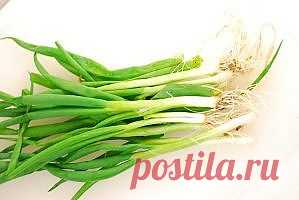 Полезные свойства лука / Будьте здоровы