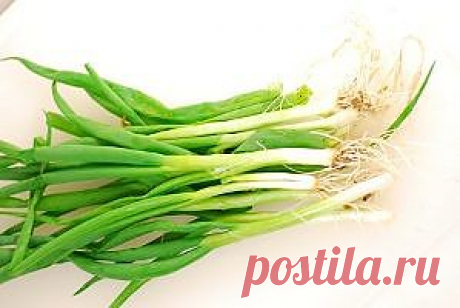 Полезные свойства лука / Будьте здоровы