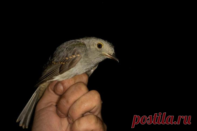 Серая аулия: птица, которая филигранно прикидывается то ли гусеницей, то ли... Трампом!