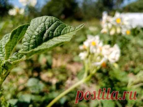 Зачем скашивать ботву картофеля перед уборкой: миф или выгода. Полное удаление под корень необязательно.