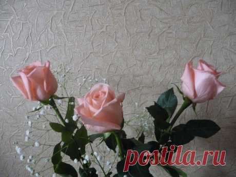 розовые розы