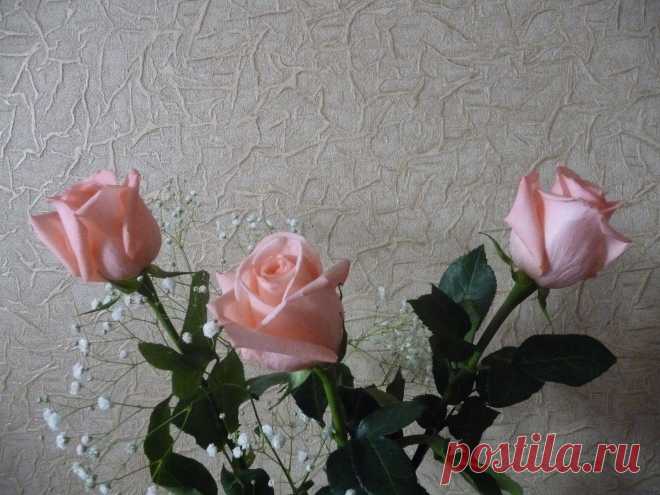 розовые розы