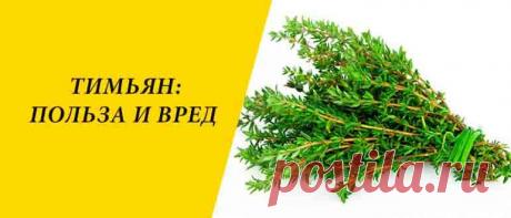 Тимьян: польза и вред для здоровья организма человека Тимьян: история, химический состав, полезные свойства, чабрец в народной медицине, в косметологии и кулинарии, выбор и хранение.