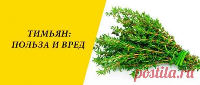 Тимьян: польза и вред для здоровья организма человека Тимьян: история, химический состав, полезные свойства, чабрец в народной медицине, в косметологии и кулинарии, выбор и хранение.