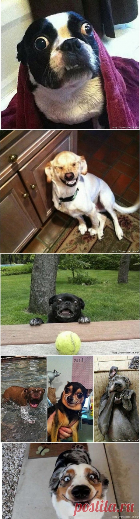 Эмоции собачек))).