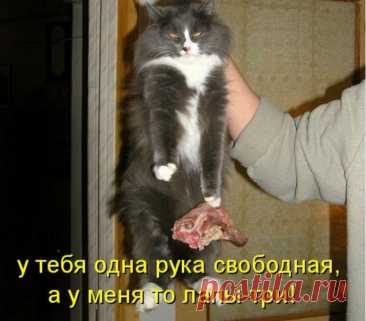 Коты с нечистыми намерениями