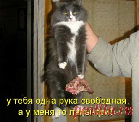 Коты с нечистыми намерениями