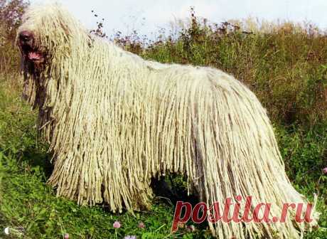 Комондор - собака с дредами - Путешествуем вместе