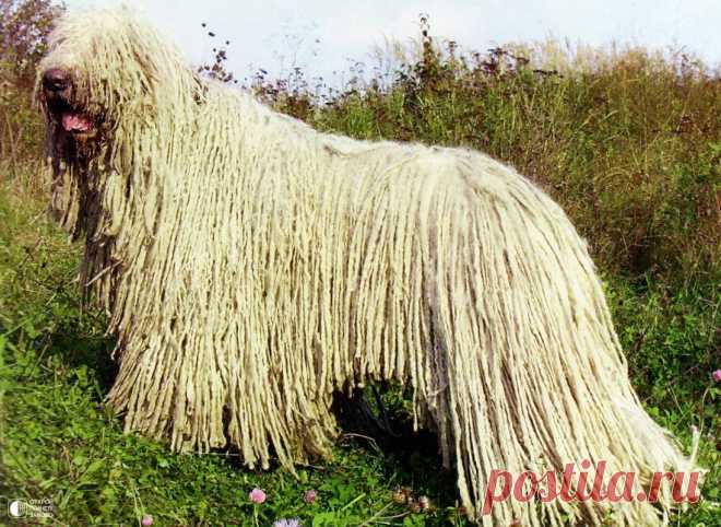 Комондор - собака с дредами - Путешествуем вместе