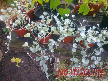 Дихондра ампельная «Серебристый водопад» (Dichondra repens, Dichondra argentea «Silver Falls»)