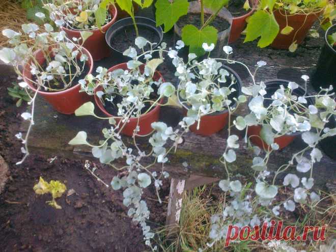 Дихондра ампельная «Серебристый водопад» (Dichondra repens, Dichondra argentea «Silver Falls»)