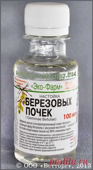 Спиртовая настойка из березовых почек. | Познавательный сайт ,,1000 мелочей"