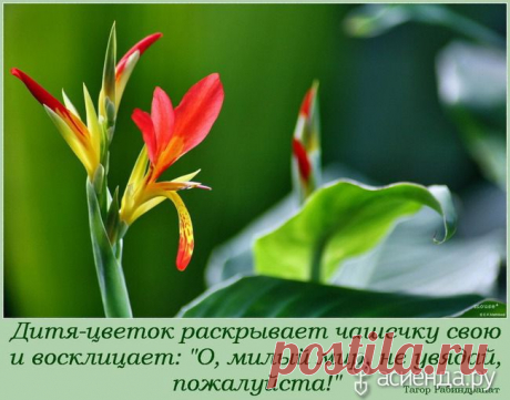 Прекрасные цветы и слова!: Группа Клумбы и цветники
