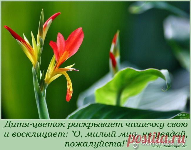 Прекрасные цветы и слова!: Группа Клумбы и цветники