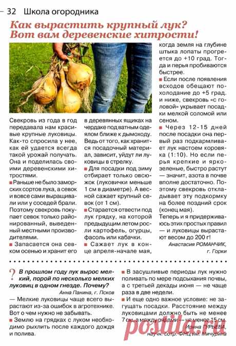 Как вырастить крупный лук