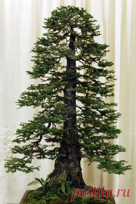 redwood bonsai✖️FOSTERGINGER AT PINTEREST ✖️ 感謝 / 谢谢…  |  Pinterest • Всемирный каталог идей