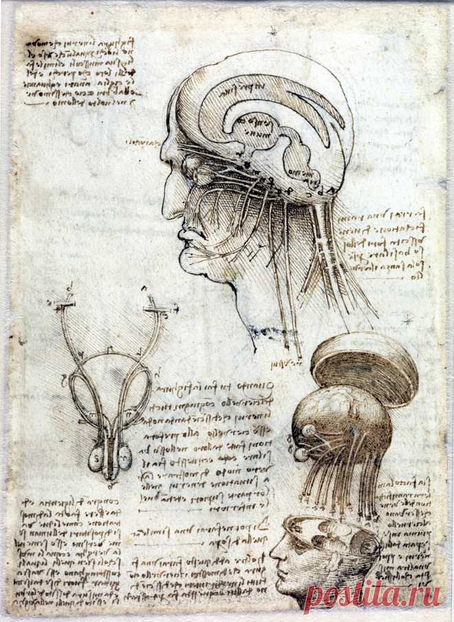 Одной из самых знаменитых личностей эпохи Возрождения является Леонардо да Винчи, проявивший себя в различных отраслях науки и искусства и, что важно для нашей темы, внёсший некоторый вклад в развитие медицины.

Увлечение анатомией заставляло Леонардо да Винчи препарировать трупы. В своих набросках головы он придерживается средневекового представления о сферических желудочках, передний из которых он называет «камерой здравого смысла», где располагается душа.