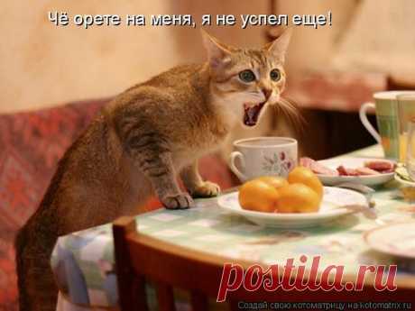 Популярные записи по теме «кошечки»