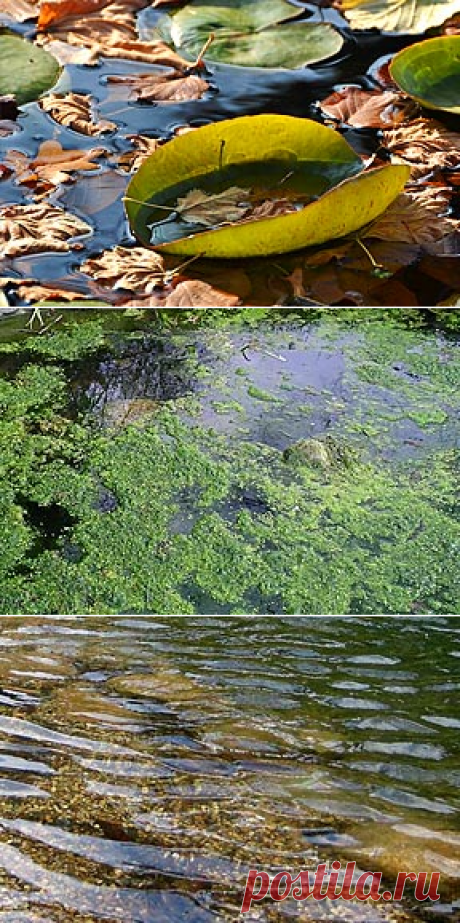 Весеннее восстановление водоемов