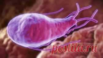 Лямблии в печени у взрослых. Лечение. 3 народных рецепта Лямблии в печени у взрослых. 3 простых народных средства для эффективного лечения. Эти паразиты очень сильно вредят нашей печени.