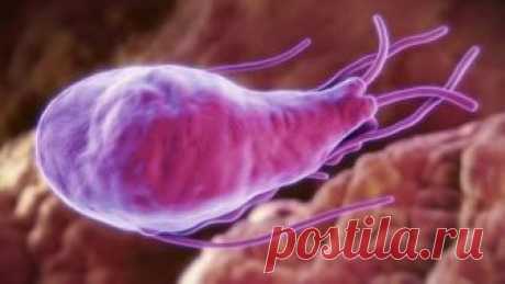 Лямблии в печени у взрослых. Лечение. 3 народных рецепта Лямблии в печени у взрослых. 3 простых народных средства для эффективного лечения. Эти паразиты очень сильно вредят нашей печени.