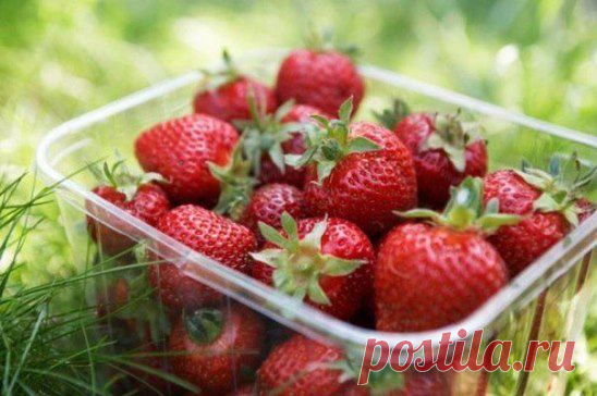 Полезные советы для любителей клубники