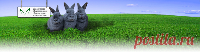 Домовенок КУЗЯ советует - Кролики и кролиководство в Беларуси. Белорусское объединение кролиководов.