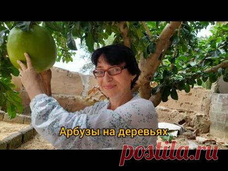 #43 Что растёт у африканских соседей