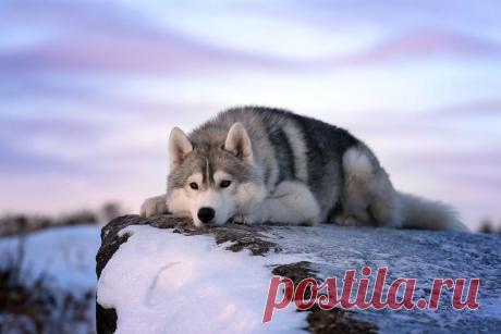 ФотоТелеграф » Победители конкурса на самую лучшую фотографию собаки Dog Photographer of the Year